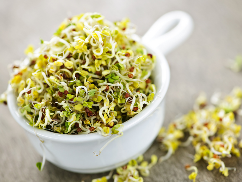 What are the health benefits of alfalfa sprouts - lenovieusa