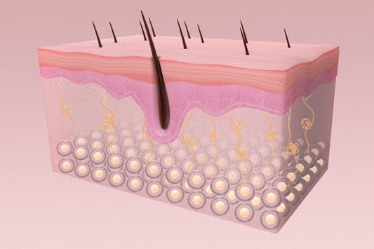 Collagen for Skin Elasticity: What Science Says - Lenovie