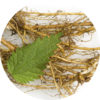 Nettle Root Extract